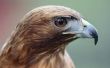 How to Get Rid van Red - Tailed Hawks
