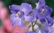Hoe te identificeren paarse bloem onkruid