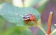 How to Get Rid van Bugs zonder chemicaliën