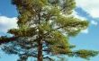 Pine Tree schimmel behandeling