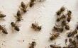 Wat Is goed voor het maken van de bijensteek zwelling gaat omlaag?