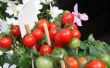De beste meststoffen tomatenplanten groeien