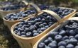 Wanneer Is Blueberry-Picking seizoen?