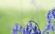 How to Plant Engelse Bluebells