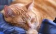 Natuurlijke behandeling voor de infectie van een gewone verkoudheid bij katten