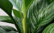 Hoe te identificeren groene kamerplanten