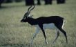 How to Raise Indische antilope Antelope