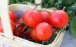 How to Grow Sweet 100 Cherry Tomaten