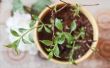 Hoe de zorg voor een ingemaakte hortensia planten