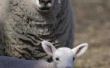 Hoe te verhogen schapen op kleine areaal voor winst