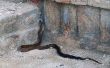 Hoe kan ik ontdoen van zwarte slangen & Copperheads in en rond mijn huis?