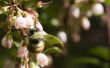 Hoe Plant & zorg voor Huckleberry struiken