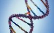 Hoe krijg ik een tRNA volgorde van een DNA-sequentie