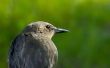 Hoe te voeden van de Baby Starling vogels