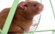Hoe lang duurt het voor een Hamster van tanden om te groeien?