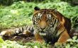 How to Build een Tiger Habitat Diorama