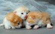 Tekenen van problemen bij pasgeboren Kittens