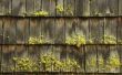 Een bleekwater oplossing voor mos verwijdering op een dak