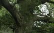 Hoe herken ik het verschil tussen een Red Oak Tree en een witte eik