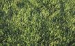Schaduw & droogte Tolerant gazon gras voor Texas