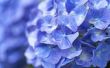 How to Keep hortensia's roze of blauw