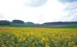 How to Plant Alfalfa in een bestaand veld