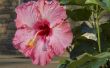 Hoe een Hibiscus Plant snoeien