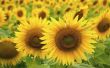 Informatie over zonnebloemen
