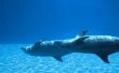 Hoe om te zwemmen met dolfijnen in Orange Beach, Florida