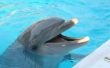 Hoe om te zwemmen met dolfijnen in Sanibel, Florida