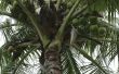 Waarom Is kokoswater goed voor vrouwen?