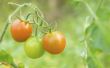 How to Prevent Blossom einde Rot in tomaten