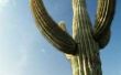 Hoe maak je een Cactus van karton
