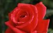Hoe te zweven van rode rozen in Water Centerpieces