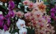 Soorten paarse orchideeën
