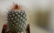 Hoe de zorg voor een overdekte Cactus