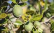 Informatie over een fruitboom voor ananas-guave