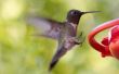 Hoe op te sporen van een kolibrie migratie