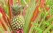 Basisvereisten van het groeien van de ananas