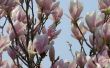 Hoe de zorg voor een schotel Magnoliaboom