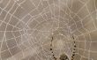 Natuurlijke Spider controle kruiden
