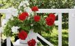 How to Care for ingegoten Geraniums