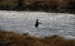 Hoe te vissen in de rivier van de McKenzie