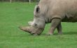 Hoe maak je een Rhino Horn met papier Mache