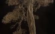Hoe te doen herleven van een stervende Bonsai boom