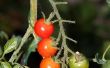 Anatomie van een stengel van de Plant tomaat
