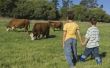 Leuke feitjes over landbouwhuisdieren voor kinderen