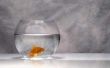 Kan leven goudvis in een kom zonder Filter?