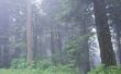 Hoeveel Water heeft een Giant Redwood boom nodig?