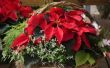 How to Care for Poinsettia kamerplanten